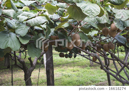 Kiwi plant 16618274