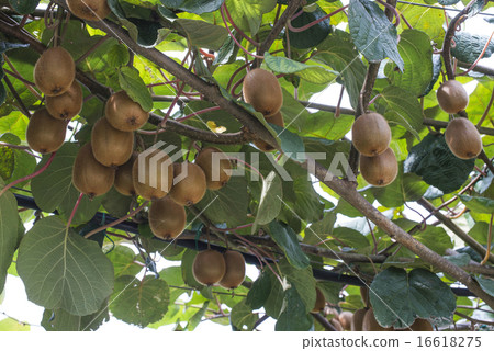 Kiwi plant 16618275