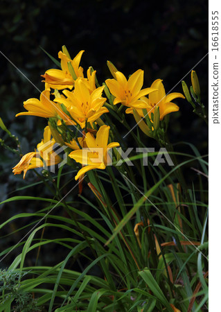 Hemelocalis 16618555