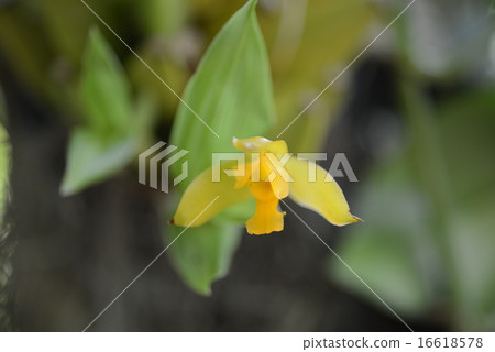 Lycoste·Aromatica 16618578