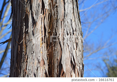 檜木（hinoki） 16618761