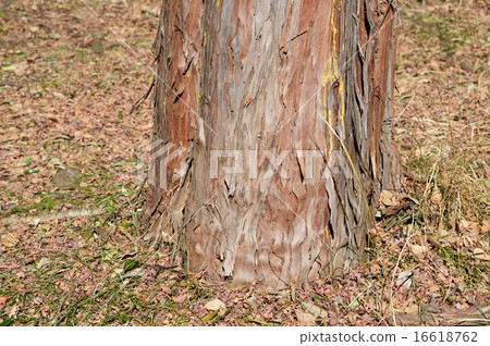 檜木（hinoki） 16618762