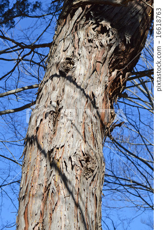 檜木（hinoki） 16618763