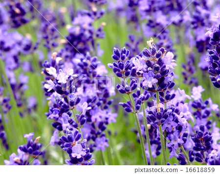 薰衣草花 16618859