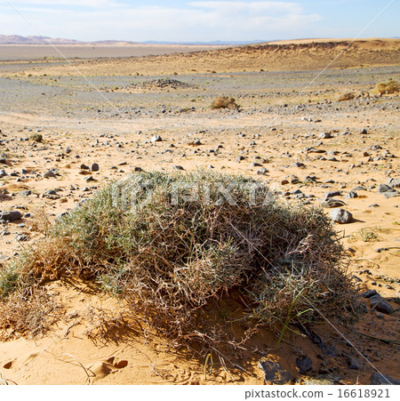 old fossil in the desert of morocco old fossil in the desert of morocco 16618921