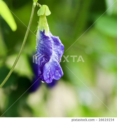 Butterfly pea flower 16619154