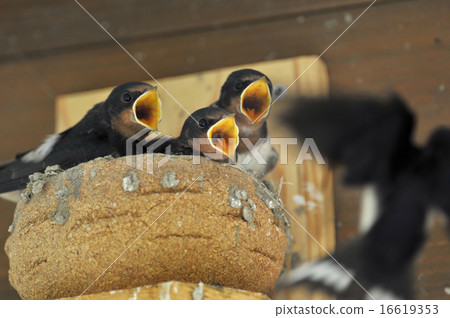 吞嚥Tsubame 吞嚥Tsubame 16619353