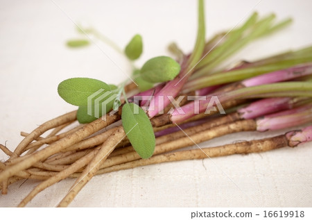 牛蒡和草藥 牛蒡和草藥 16619918