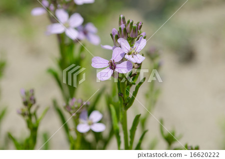 Hanahata Tazao 16620222