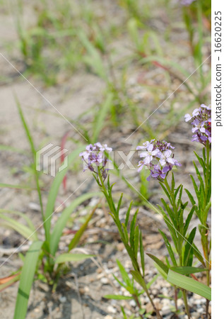 Hanahata Tazao 16620225