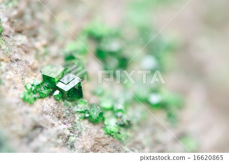 Uvarovite is a chromium-bearing garnet. Macro. 16620865