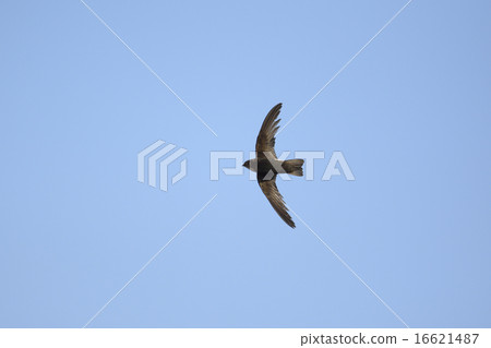 牛蠅飛行 16621487