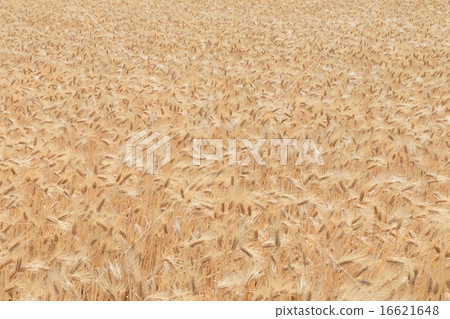 Wheat field before harvest (barley) Wheat field before harvest (barley) 16621648
