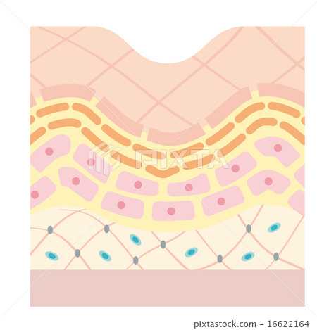 橫截面圖像圖像_皺紋，鬆弛 16622164