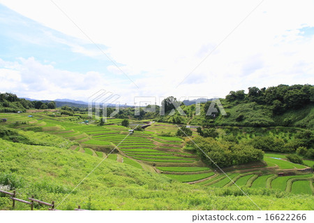 Rice terrace in the summer 16622266