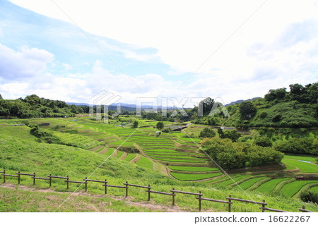 Rice terrace in the summer 16622267