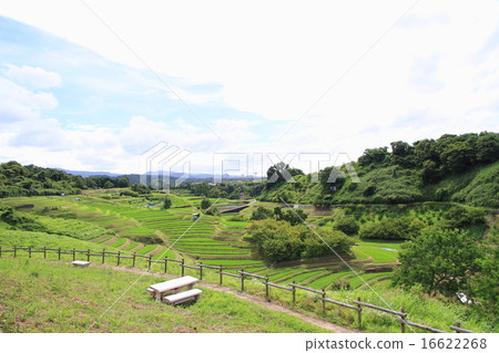 Rice terrace in the summer Rice terrace in the summer 16622268