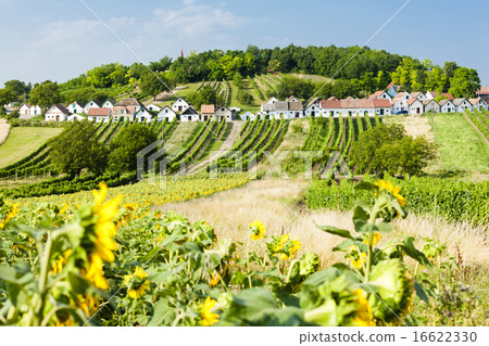 wine cellars with vineyards, Galgenberg wine cellars with vineyards, Galgenberg 16622330
