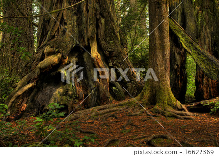 Giant Redwood 16622369