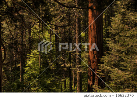Redwood Forest 16622370