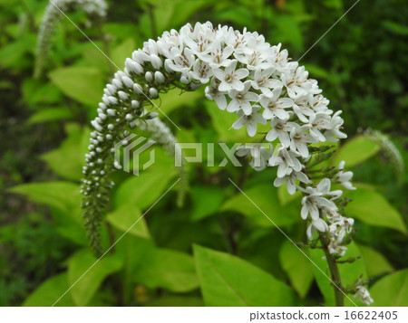 A flower of Okatrano that was named because the shape of the flower is similar to the tiger's tail. 16622405
