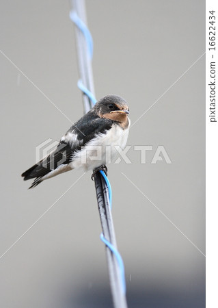 [Young swallows just emerging] 16622434