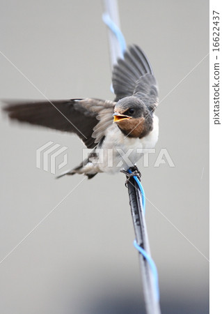 [Young swallows just emerging] 16622437