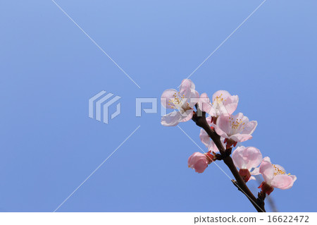 玫瑰花 玫瑰花 16622472