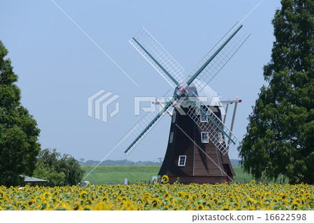 Sunflower field Sunflower field 16622598
