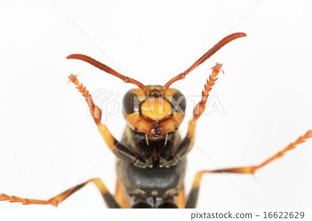 Close-up of the head of a paper wasp Close-up of the head of a paper wasp 16622629