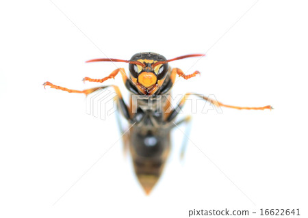 長腿蜜蜂臉特寫 16622641