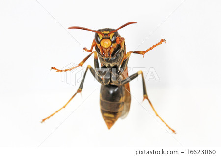 長腿蜜蜂(紙黃蜂)的正面 長腿蜜蜂(紙黃蜂)的正面 16623060