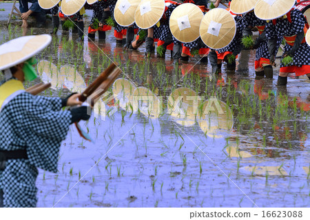 花田種植 16623088