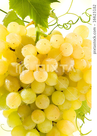 Golden grapes bunch texture on white Golden grapes bunch texture on white 16623182