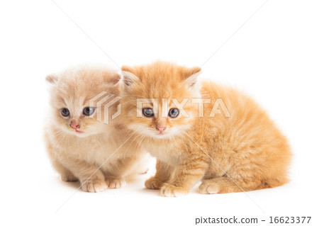 Two red kittens 16623377