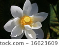 Lotus 16623609