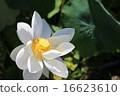 Lotus 16623610