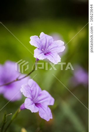 Close up focus in bright purple flowers Close up focus in bright purple flowers 16623644
