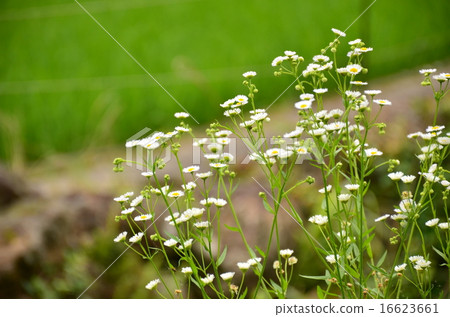 Nozomi in the Senjyoda field of Yotsuya, Shinshiro 16623661
