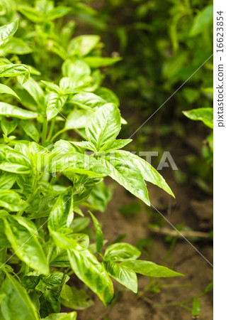Basil plant 16623854