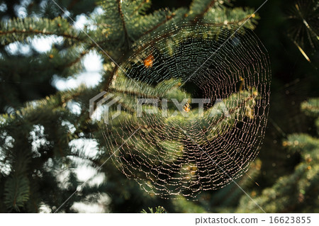 Inspiration web 16623855