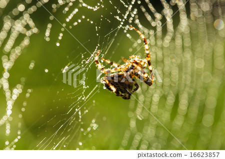 Spider on the web 16623857