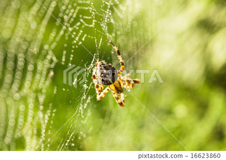 Spider on the web Spider on the web 16623860