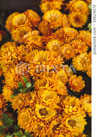 Orange chrysanthemum 16624072