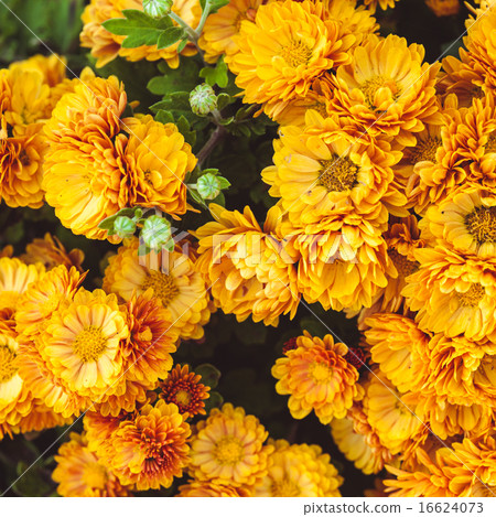 Orange chrysanthemum Orange chrysanthemum 16624073