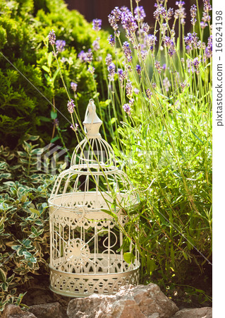 Lavender on rockery 16624198