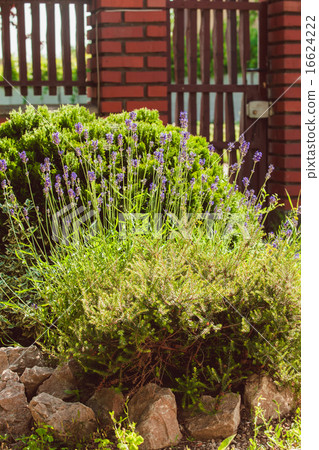 Lavender on rockery Lavender on rockery 16624222