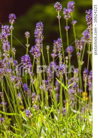 Lavender on rockery Lavender on rockery 16624225
