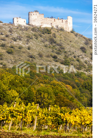 ruins of Devicky Castle with vineyard in autumn 16624271