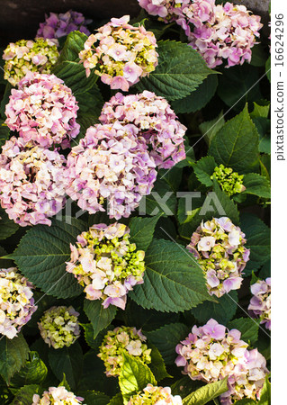 Hydrangea bush 16624296